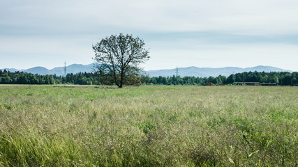 Fototapeta na wymiar Green Grass Field with beautiful tree and wind