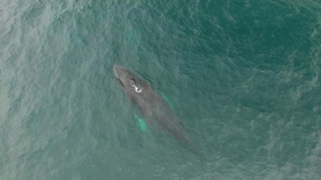 Humpback Whale Watching off Isla Conadora, Las Perlas Panama