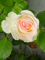 Rose rose