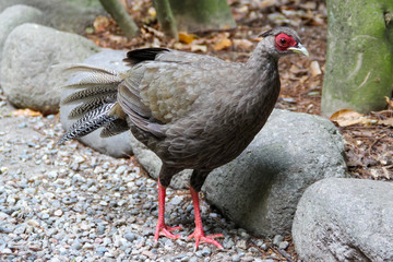 Female silver pheasant (Lophura nycthemera)