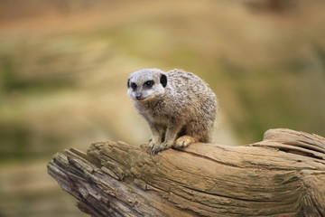 Meerkat