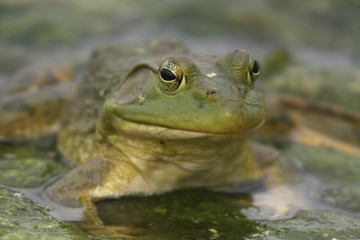 North American Bullfrog 01