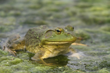 North American Bullfrog 02