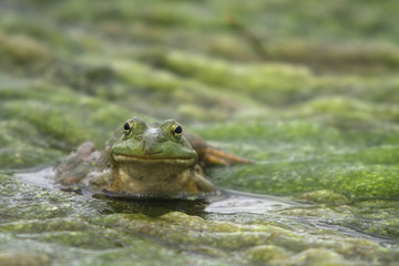 North American Bullfrog 03
