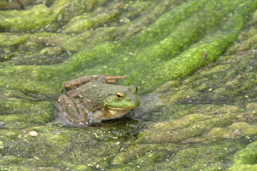 North American Bullfrog 04