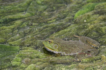 North American Bullfrog 05