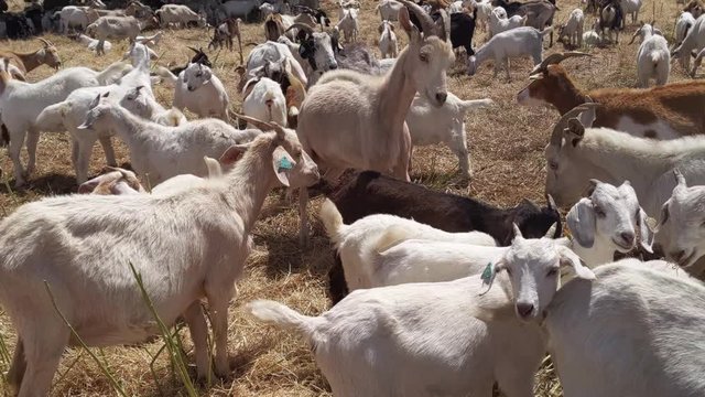Lots of goats waiting for food and two headbutting