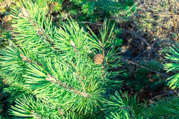 bright green needles young pine with an ovary of new buds and cones, selective focus