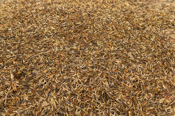 Thousands of seeds of merigold are redy to plant. Seeds texture