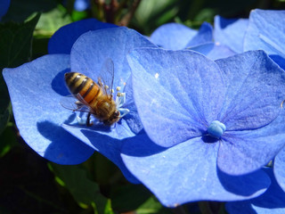 Abeille et hortensia bleu