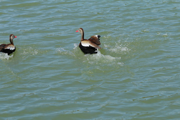 Black Bellied Whistling Duck_5998