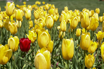 Obraz premium Colorful close up of tulips