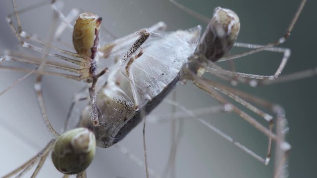 Three daddy long legs spiders or longbodied cellar spiders (Pholcus phalangioides) eating a Brown marmorated stink bug (Halyomorpha halys).