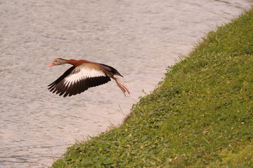 Black Bellied Whistling Duck_6002