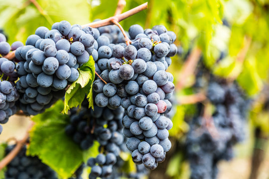Ripe Sangiovese grapevine closeup in Italy