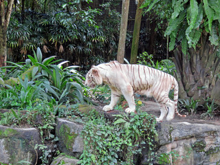 Rare Uncommon Beautiful White Tiger; Pigmentation Variant of the Bengal Tiger