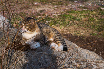 A beautiful wild cat sits on a stone.