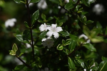 Obraz na płótnie Canvas Serissa japonica (Tree of a thousand stars) flowers / Rubiaceae evergreen shrub.