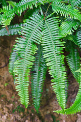 Close-up of vivid green fern leaves after raining in the forest with water drops. Beautiful background made with young green fern leaves.