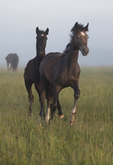 two horses running in field