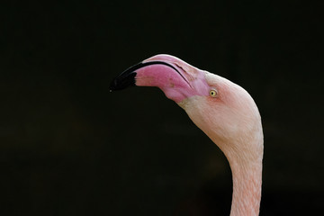 Pink flamingo close-up on a dark background.