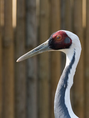 Fototapeta premium Portrait of red-crowned crane