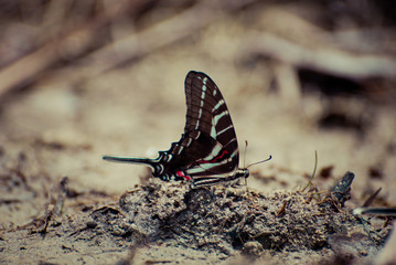 Red white  black butterfly (Protographium philolaus)