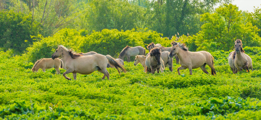 Horses and foals in a green pasture in sunlight at sunrise in a spring morning,  © Naj