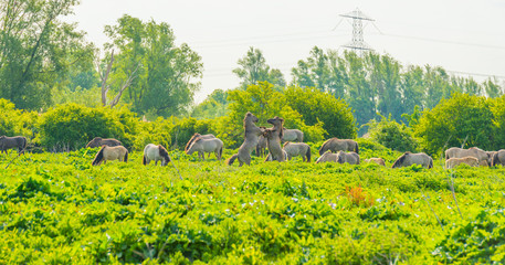 Horses and foals in a green pasture in sunlight at sunrise in a spring morning,  © Naj