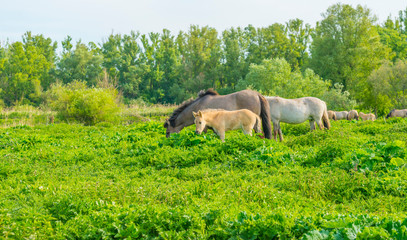 Horses and foals in a green pasture in sunlight at sunrise in a spring morning,  © Naj