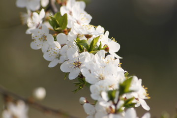 Blossoming Apple Tree in the Spring