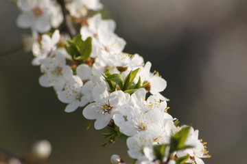 Blossoming Apple Tree in the Spring