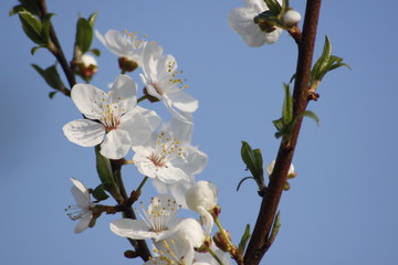 Blossoming Apple Tree in the Spring