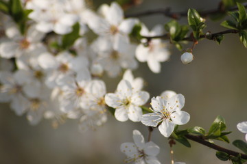 Blossoming Apple Tree in the Spring