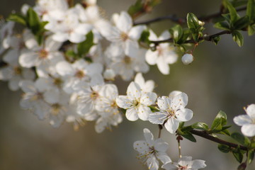Blossoming Apple Tree in the Spring