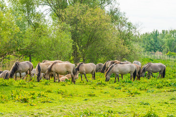 Horses and foals in a green pasture in sunlight at sunrise in a spring morning,  © Naj