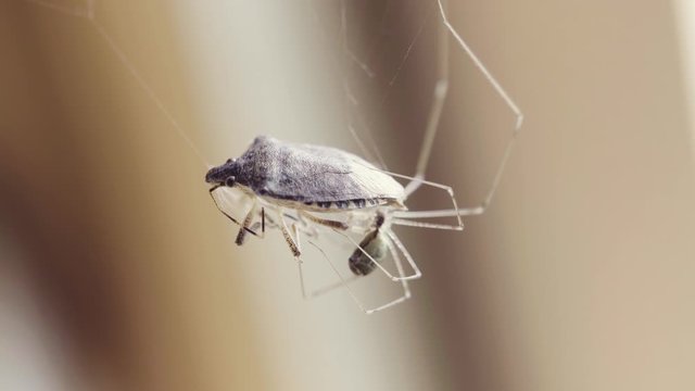 Daddy long legs spider or longbodied cellar spider (Pholcus phalangioides) eating a Brown marmorated stink bug (Halyomorpha halys).