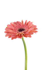 Beautiful pink Gerbera (Daisy) with drops of water isolated on white background.