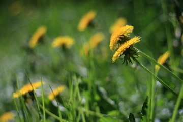 
dandelion