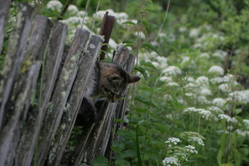 
cat on the fence