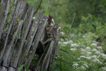 
cat on the fence