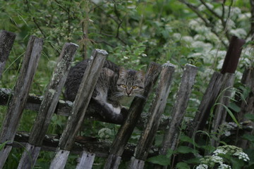 
cat on the fence