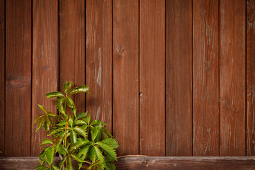 Green climber vine plant on red brown wood plank background.