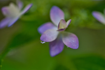 紫陽花
