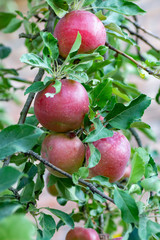 Ripe red Idared apples hang on a tree in the garden. Agricultural farm for growing apples. Harvesting ripe juicy apples from a tree.