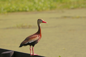 Black Bellied Whistling Duck_3692