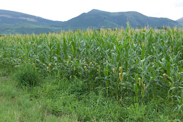 トウモロコシ畑