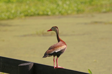 Black Bellied Whistling Duck_3699