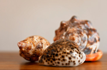 seashells on a wooden table