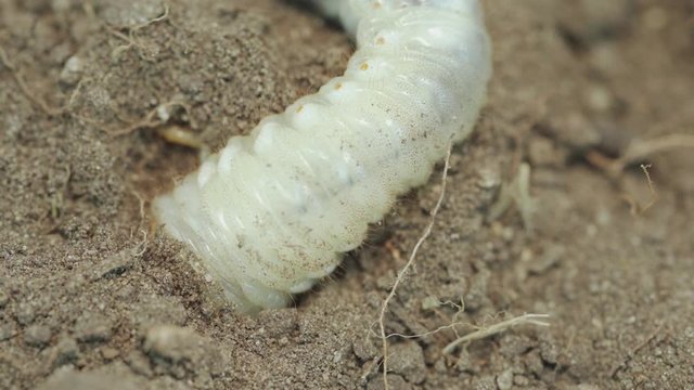 Chafer grub (Melolontha melolontha) digging in to brown soil. Macro video.